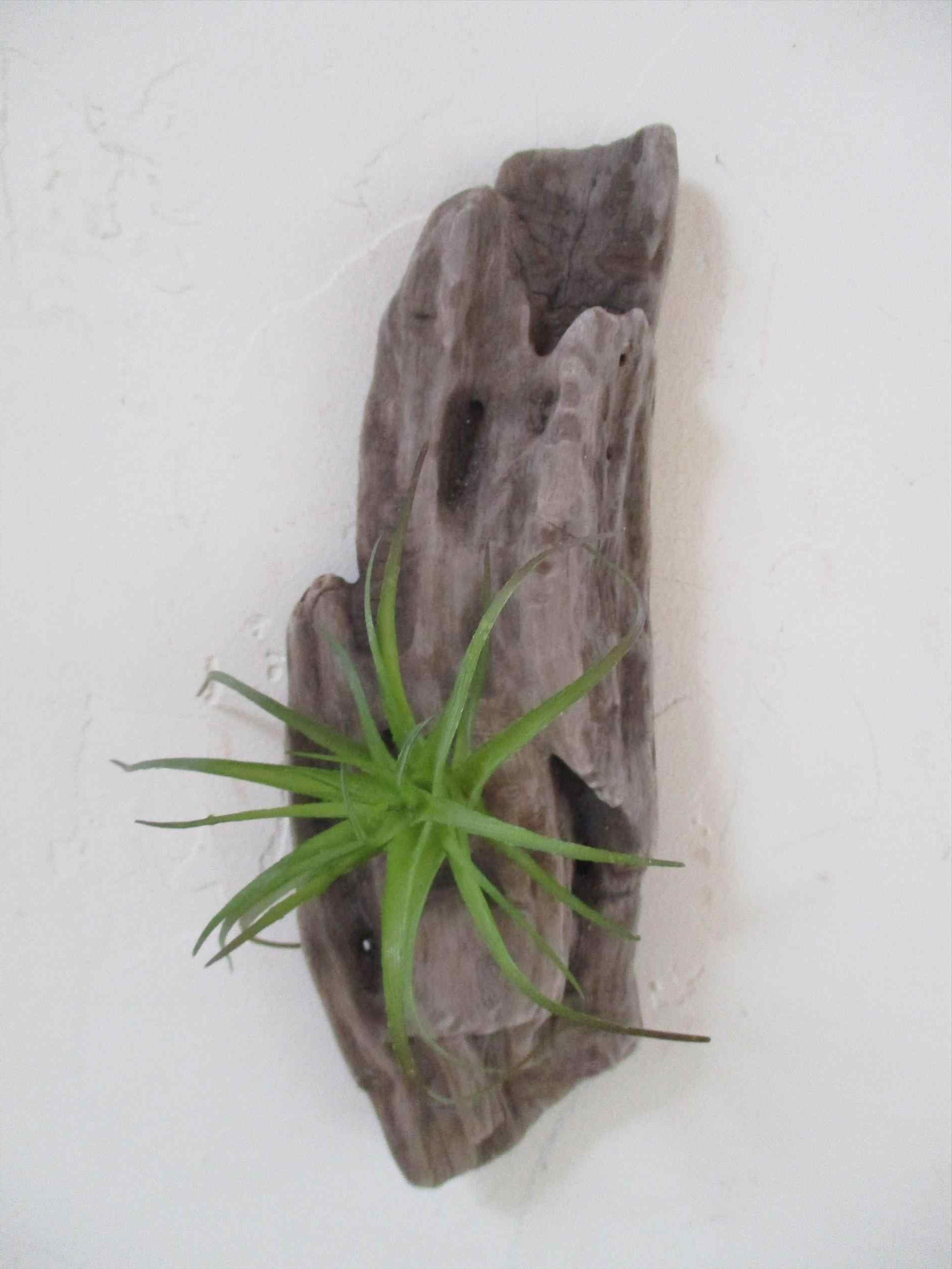 Air Plant Wall Art For Well Liked Air Plant Wall Display (View 10 of 15)