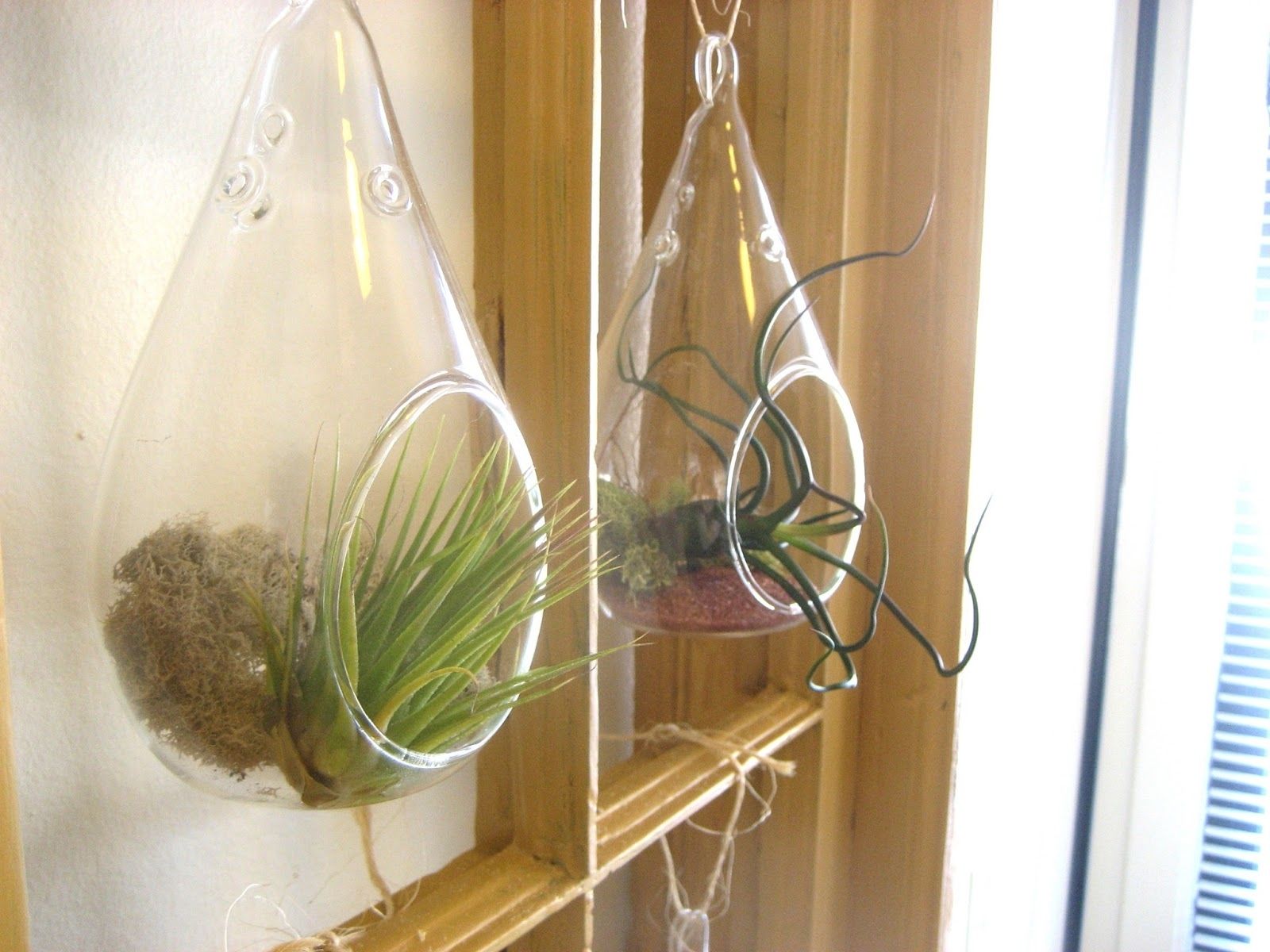 Air Plant Wall Art With Most Recent Chuck Does Art: Diy Hanging Window Frame Tillandsia (air Plant (View 5 of 15)