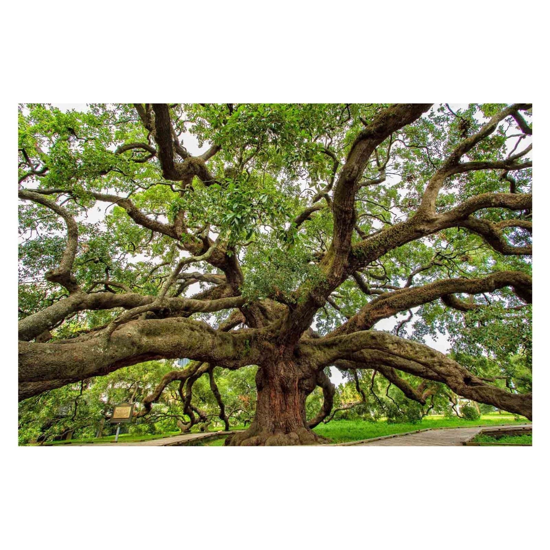 Latest Louis Leonard Art Treaty Oak Jacksonville Flglenn Martin Pertaining To Live Oak Tree Wall Art (View 5 of 15)