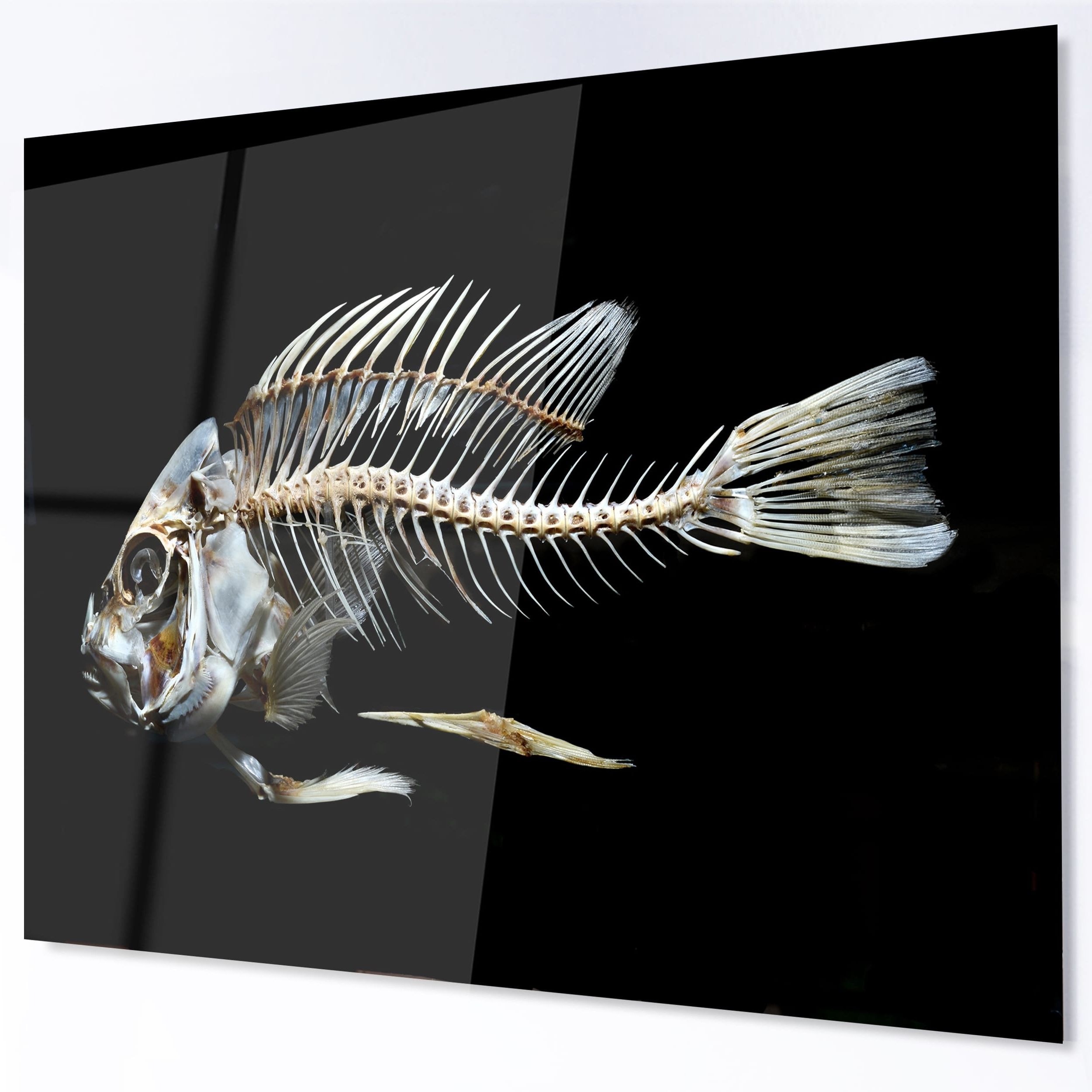 Most Popular Fish Bone Wall Art In Designart 'fish Skeleton Bone On Black' Large Animal Metal Wall (View 14 of 15)