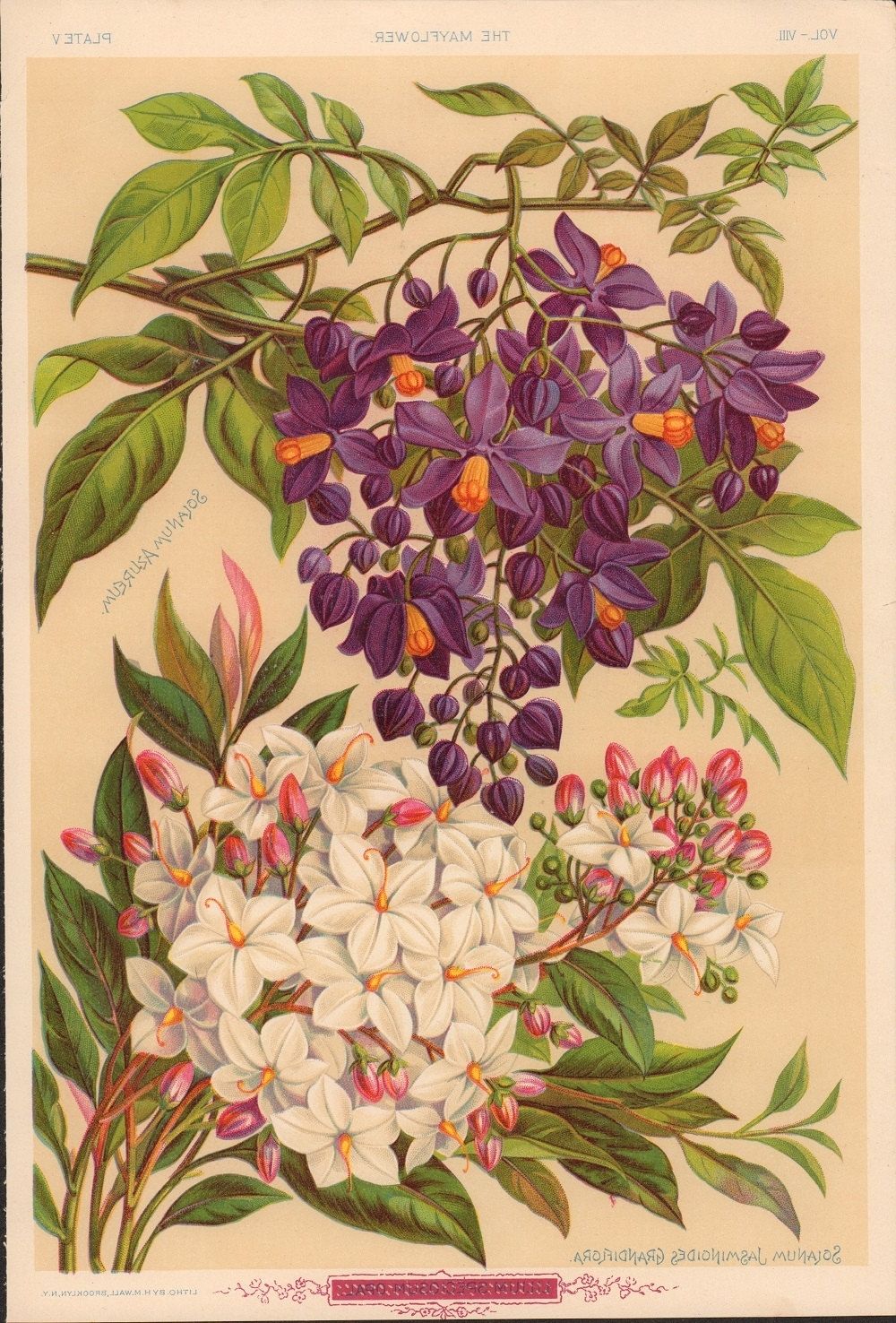 Most Recent Botanical Prints Etsy With Regard To C1891 Original Antique Botanical Print Lilium Flora Illustration (View 6 of 15)
