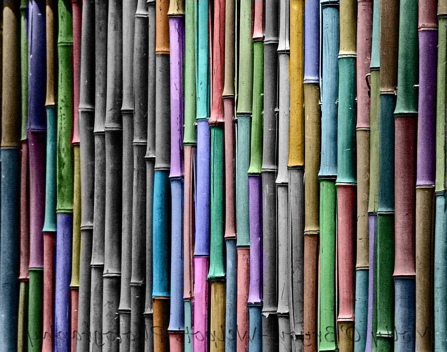 Most Up To Date Black And White Fine Art Print Bamboo With Selective Rainbow Pertaining To Grape Colour Wall Art (View 6 of 15)