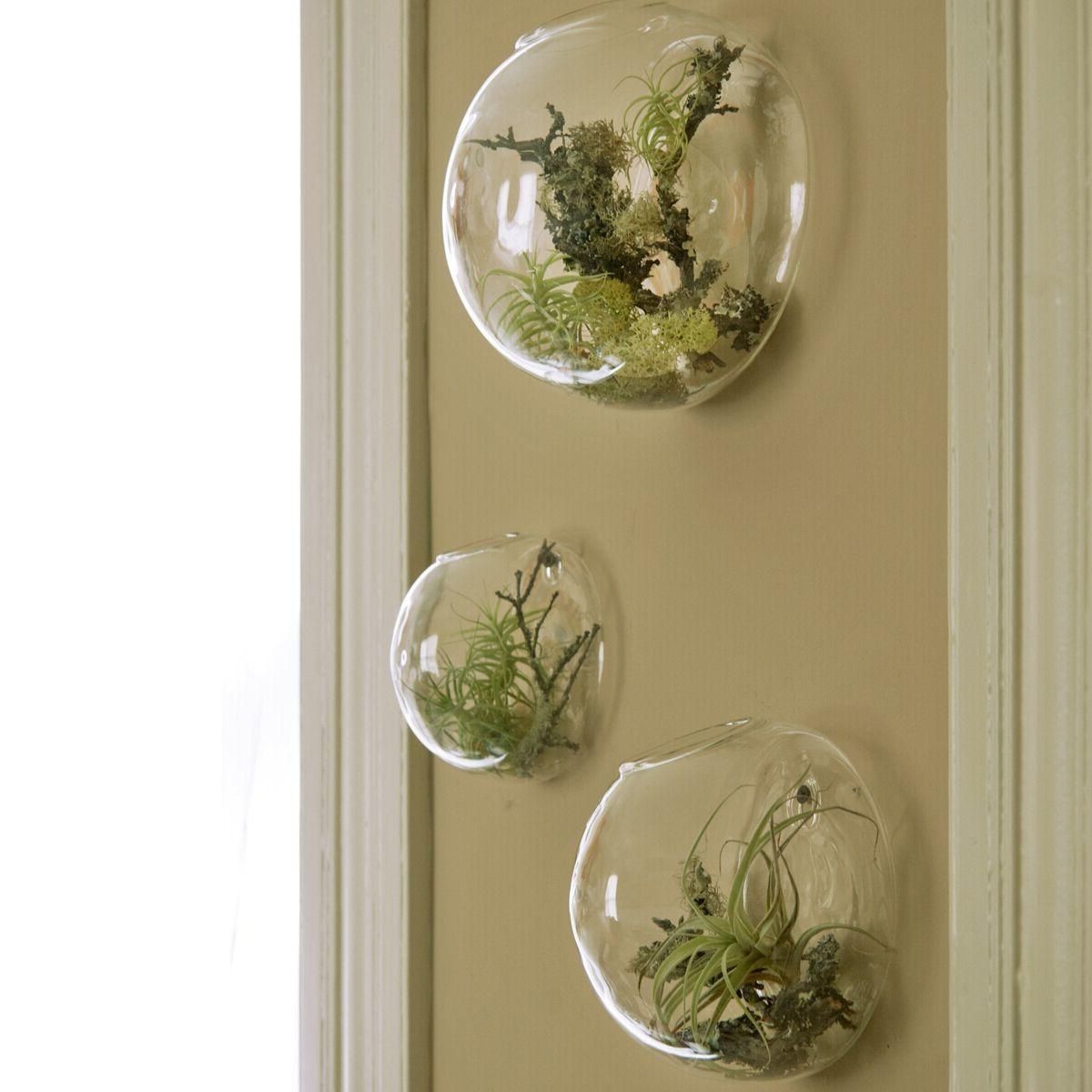 Wall Bubble Terrariums Glass Wall Vase For Flowers/indoor Plants Regarding Trendy Air Plant Wall Art (View 2 of 15)