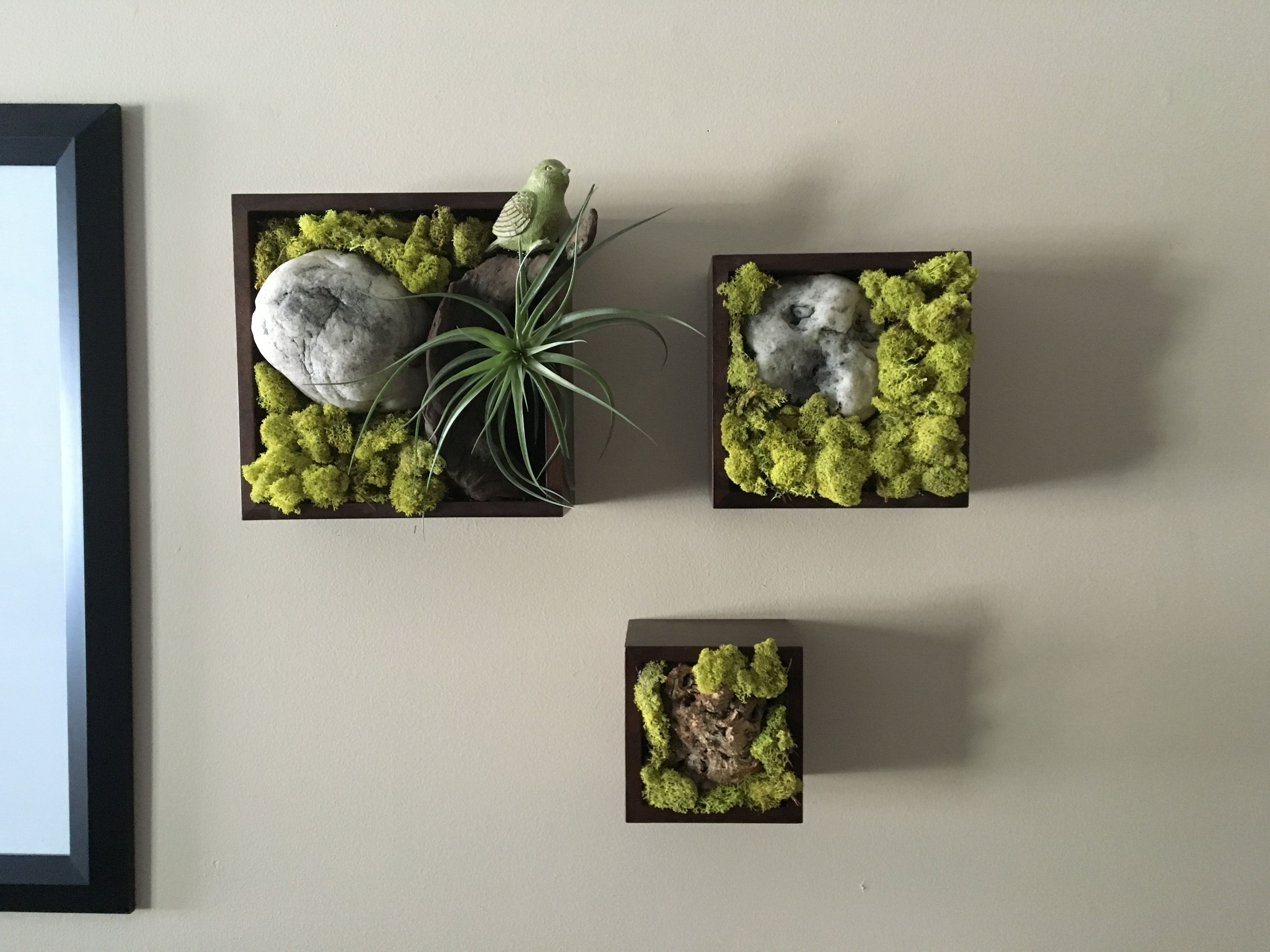 Well Liked Air Plant Wall Art Pertaining To A Trio Of Air Plant Shadow Boxes (View 8 of 15)