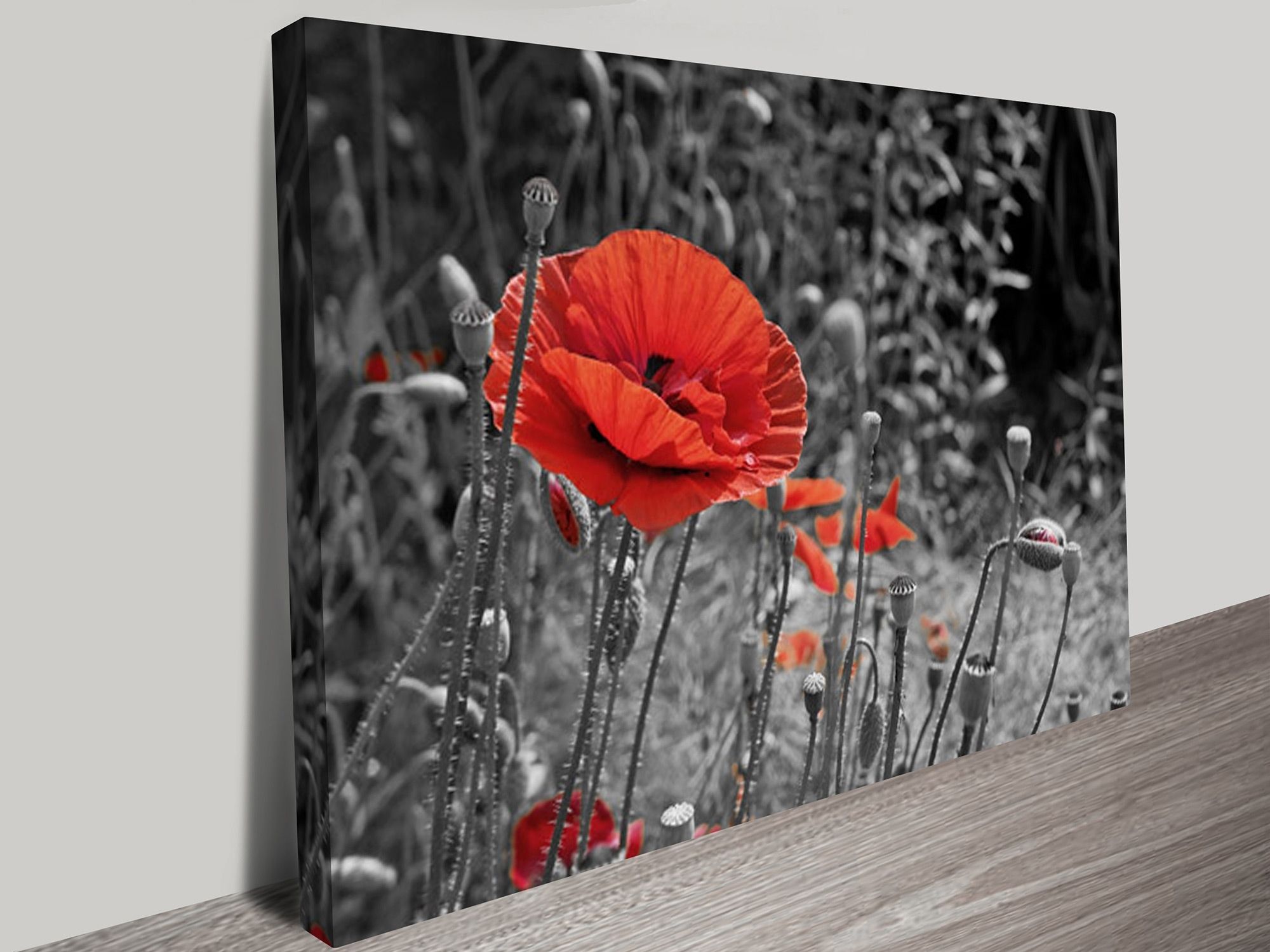 Colour Splash Canvas Prints Australia Intended For Well Known Poppies Canvas Wall Art (View 2 of 15)