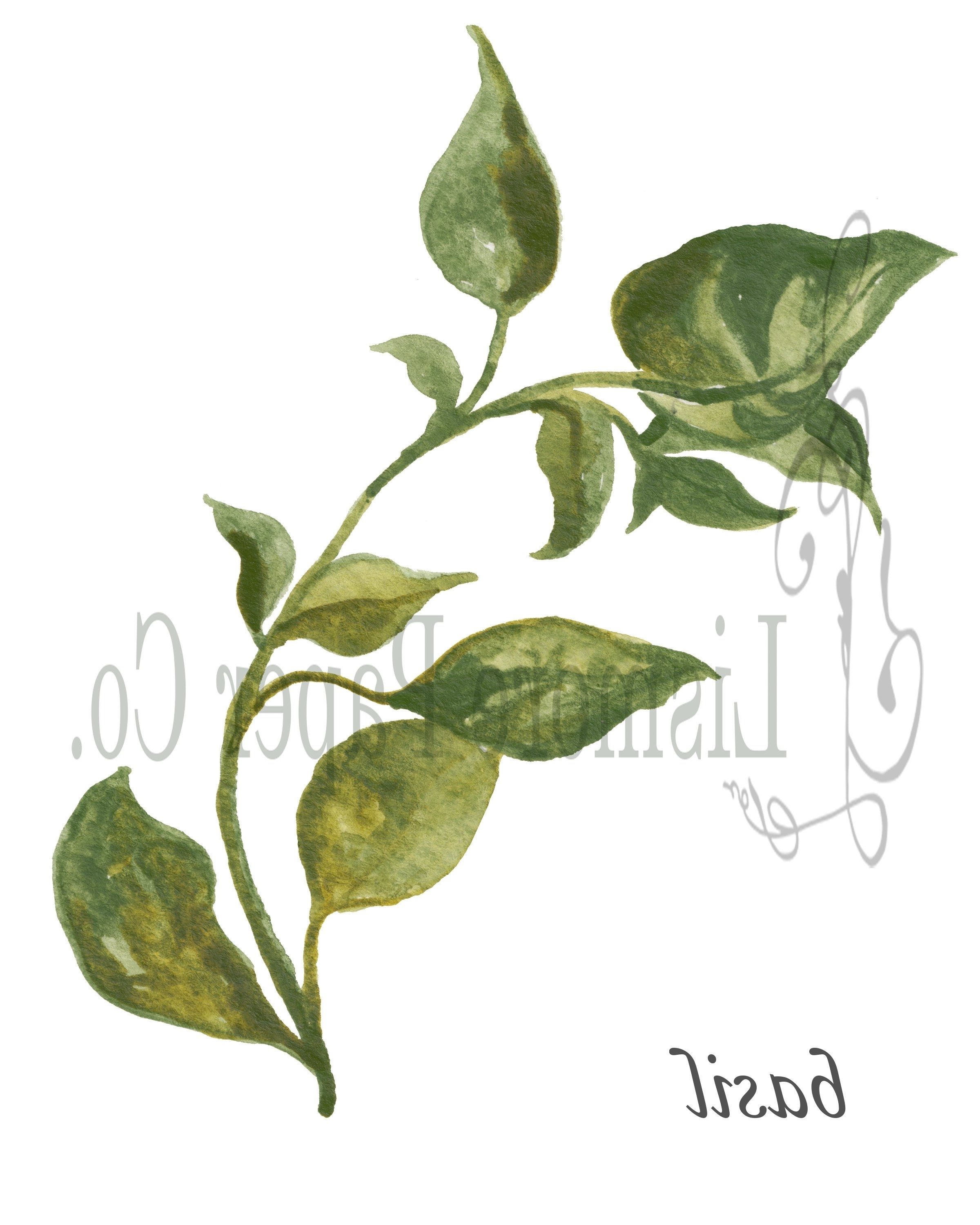 Herb Wall Art Intended For 2017 Instant Download Botanical, Basil Herb, Printable Art, Instant Wall (View 20 of 20)