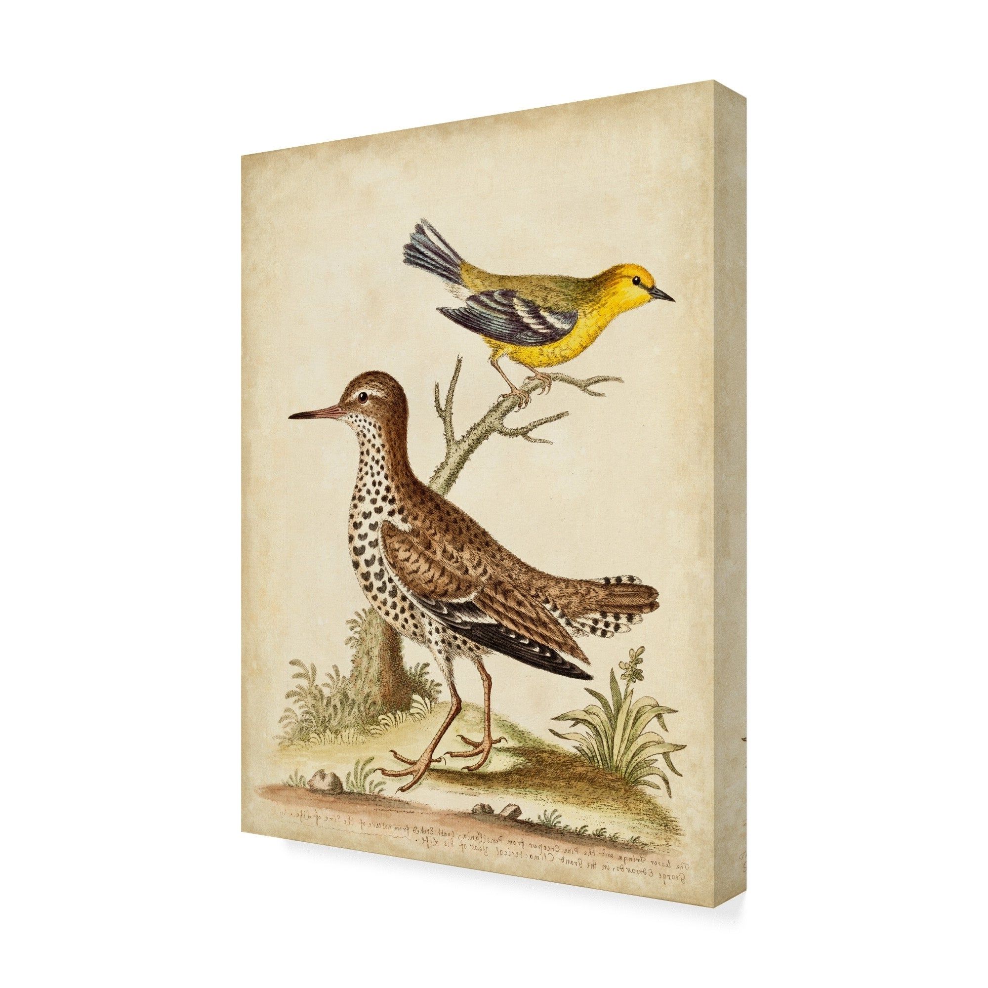 Recent Wall Decor By World Menagerie Throughout Shop George Edwards 'antique Bird Menagerie I' Canvas Art – On Sale (View 18 of 20)