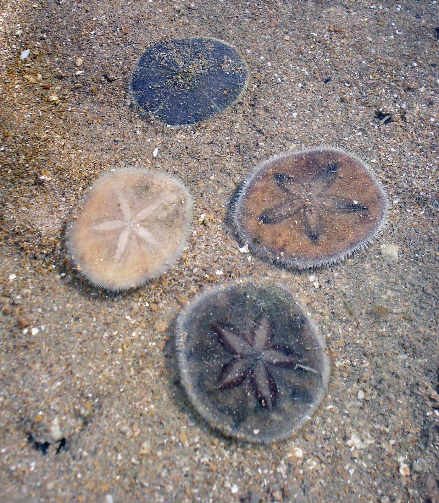 Fashionable Pretty Sand Dollar (View 6 of 20)