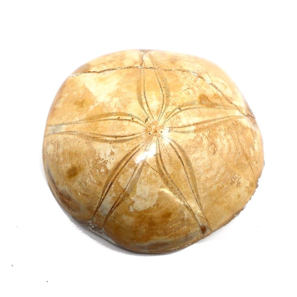 Popular Fossilized Sand Dollar With Sand Dollar Cluster Wall Décor (Photo 14 of 20)