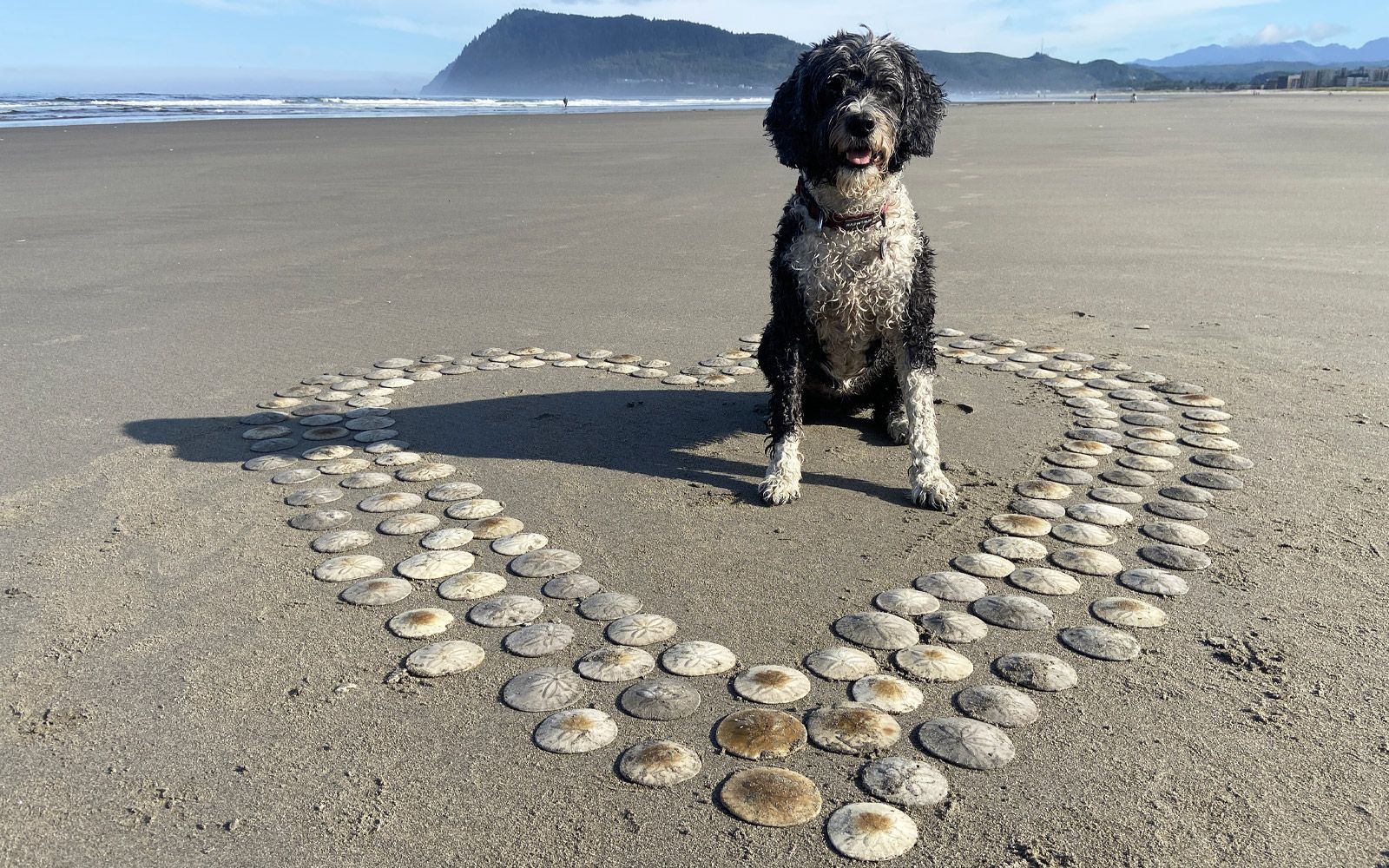 Seaside Guide To Beachcombing – Seaside Oregon Within Most Recently Released Sand Dollar Cluster Wall Décor (View 16 of 20)
