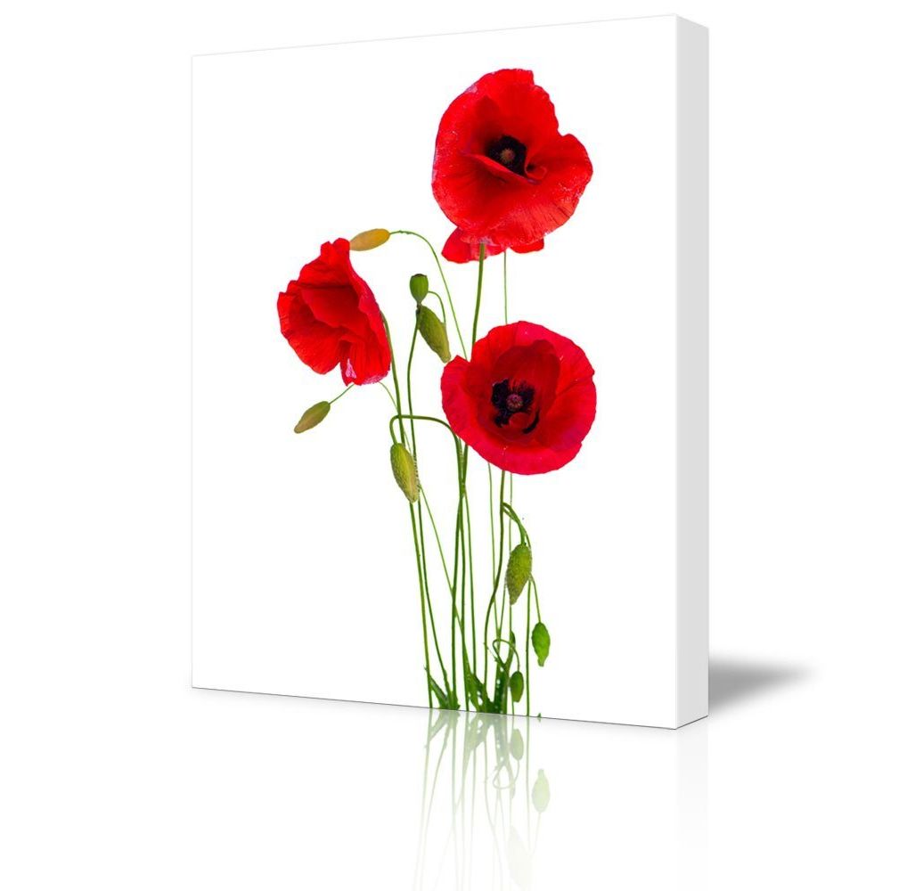 Best And Newest Canvas Prints Wall Art – Red Poppy Flowers Against White Within Flowers Wall Art (View 12 of 20)