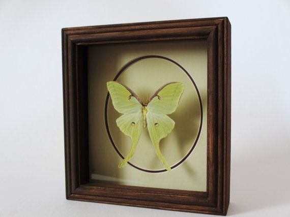 Fashionable Luna Wood Wall Art With Regard To Luna Moth In Wood Shadowbox Frameelefly On Etsy, $ (View 4 of 20)