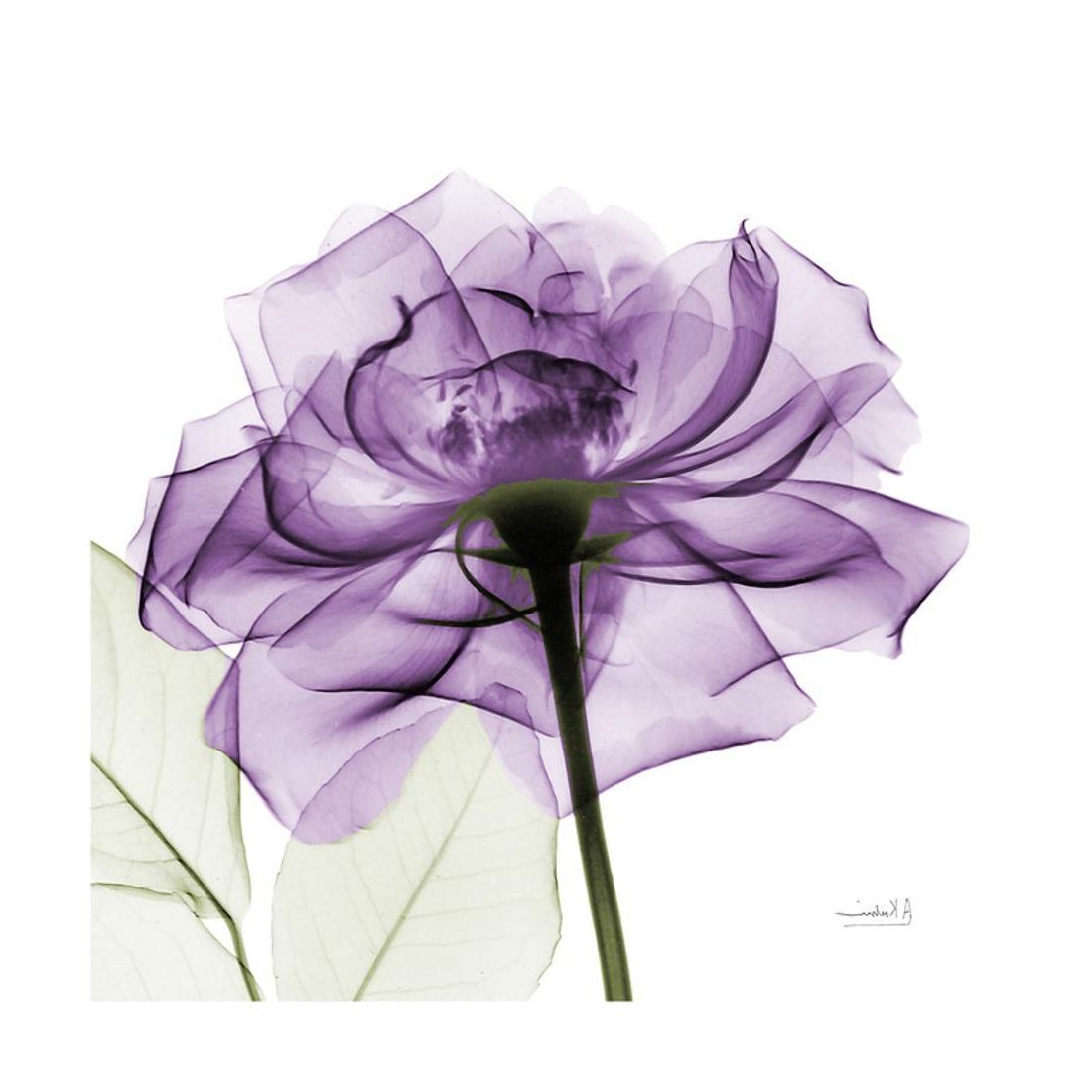 Fashionable Purple Rose Flower X Ray Photography Print Wall Art Inside Flower Framed Art Prints (View 20 of 20)