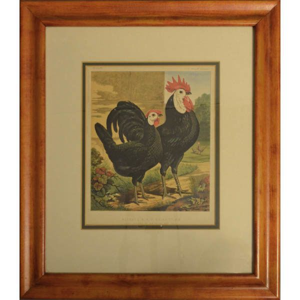 Favorite Natural History Art, Birds, Chickens, Prize Winning In Natural Framed Art Prints (View 2 of 20)