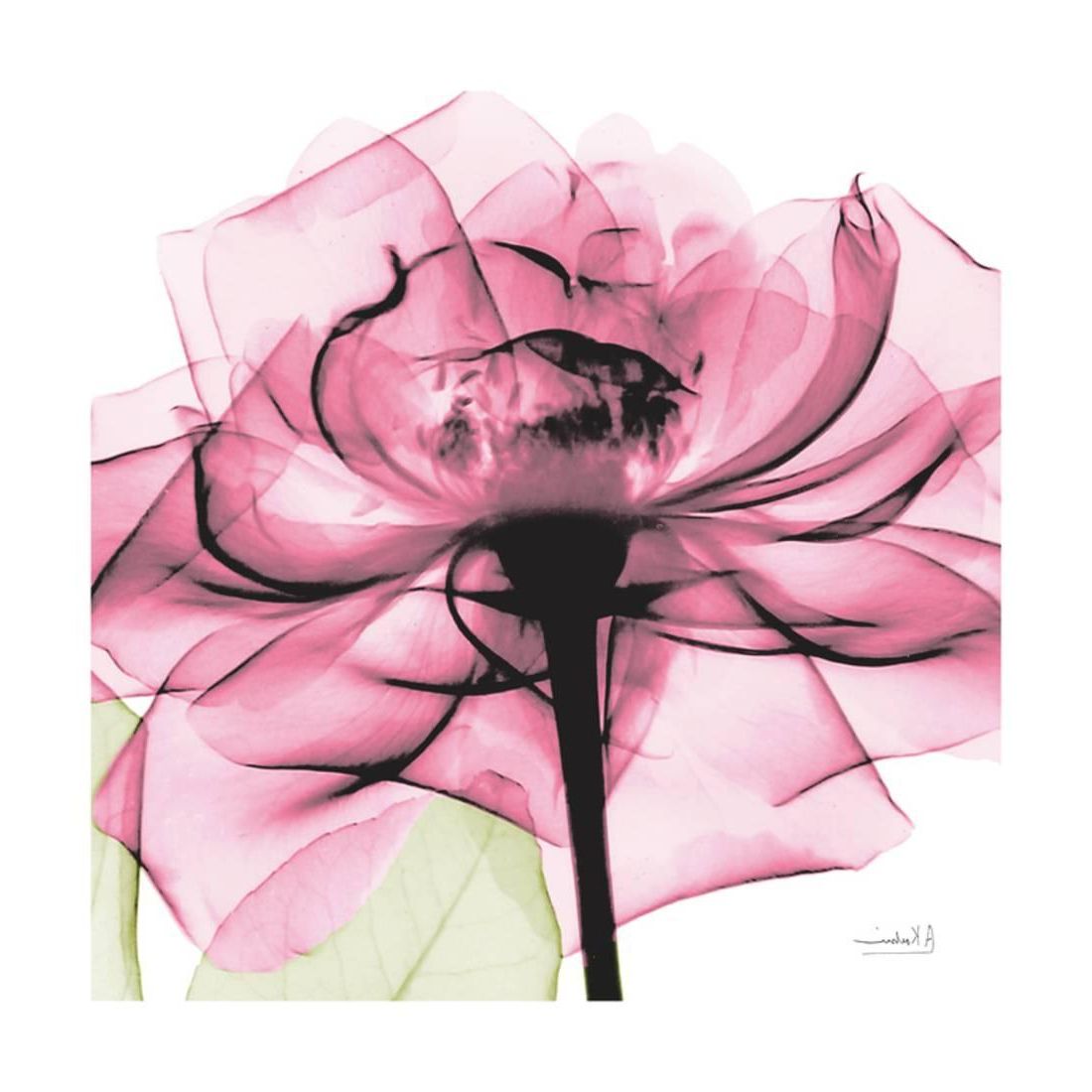 Rose Pink Pink Flower X Ray Photo Print Wall Artalbert Throughout Well Liked Flowers Wall Art (View 10 of 20)