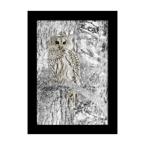 The Owl Framed Art Prints In Popular Barred Owl Snowy Day In The Forest Framed Print (View 19 of 20)