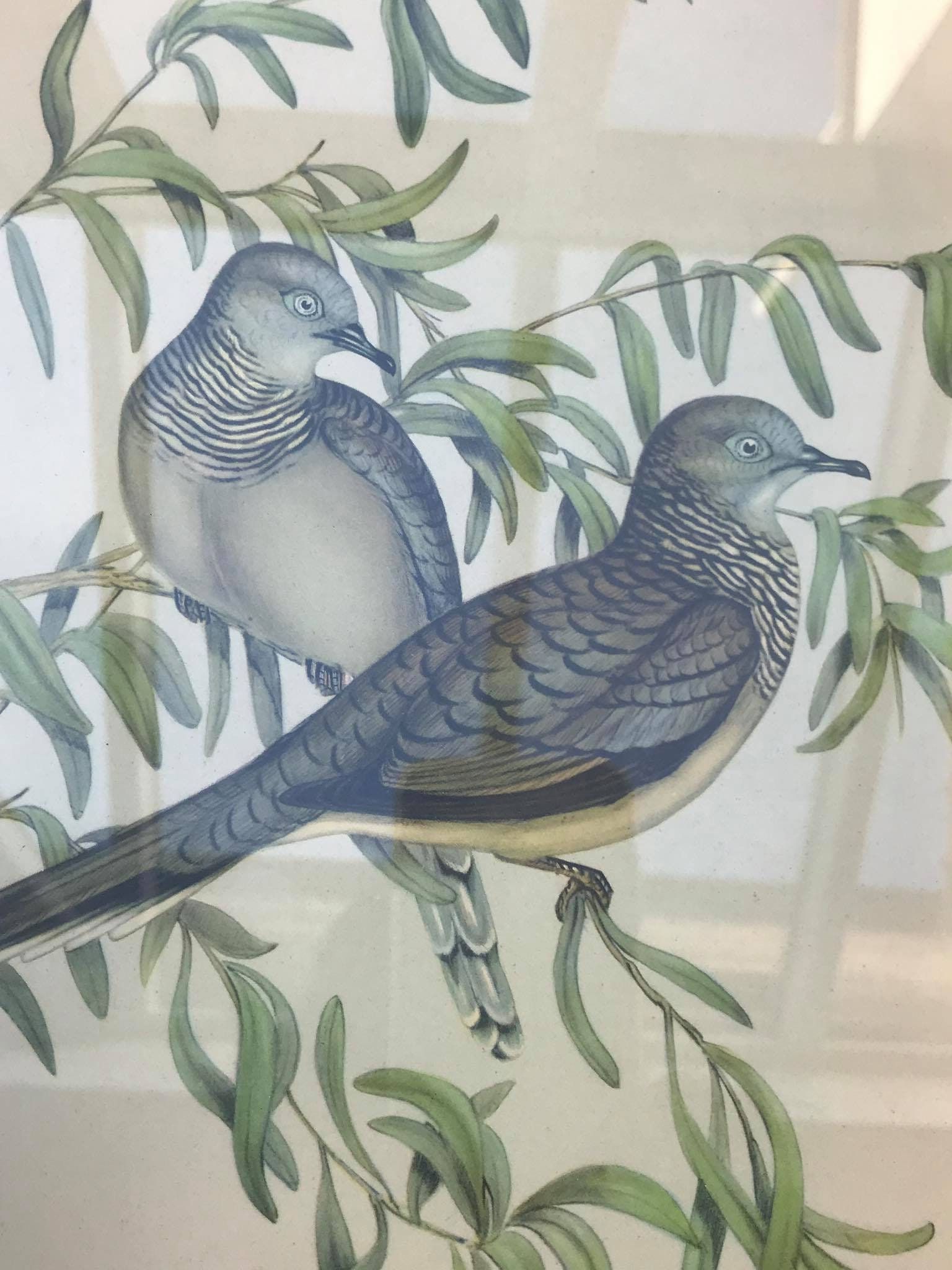 Vintage Pair Framed Bird Plants Prints Illustrations Regarding Most Popular Children Framed Art Prints (View 16 of 20)