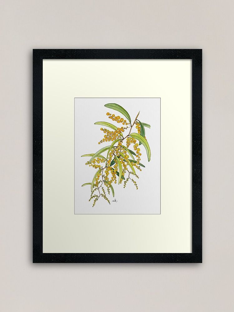 Well Known "australian Wattle Flower, Illustration" Framed Art Print In Flower Framed Art Prints (View 6 of 20)