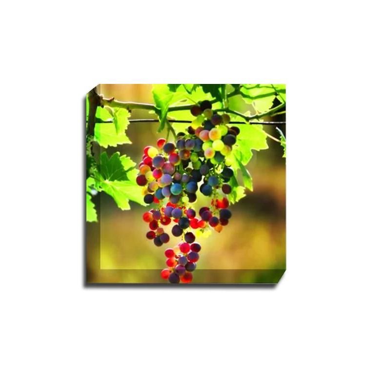 Trendy Grapes #3 Canvas Wall Art (View 13 of 15)