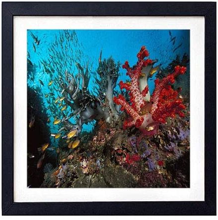 2018 Framed Wall Art  Corals Algas Small Fishes Underwater World Multi Colored  Brightly Colourfully  Art Print Black Wood Framed Wall Art Picture For Home  Decoration – 14"x14" (35cmx35cm) – Framed : Amazon (View 11 of 15)