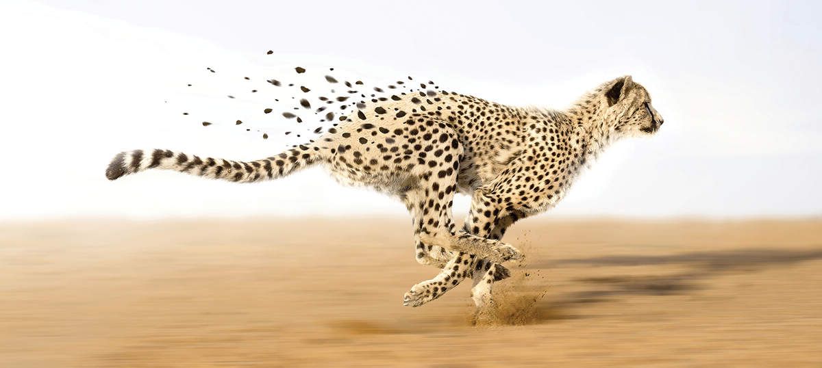Current Cheetah Wall Art Intended For Cheetah Art: Canvas Prints & Wall Art (View 3 of 15)
