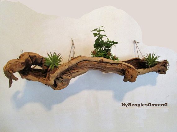 Driftwood Wall  Art, Unique Trees, Driftwood Sculpture (View 7 of 15)