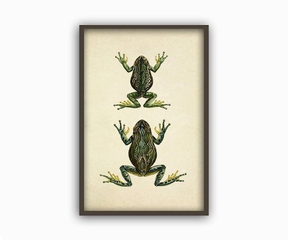 Famous Frog Wall Art Print Rana Rana Biologia Poster – Etsy Italia With Regard To Frog Wall Art (View 11 of 15)