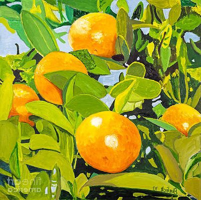 Fashionable Florida Orange Grove Art – Fine Art America Intended For Orange Grove Wall Art (View 14 of 15)