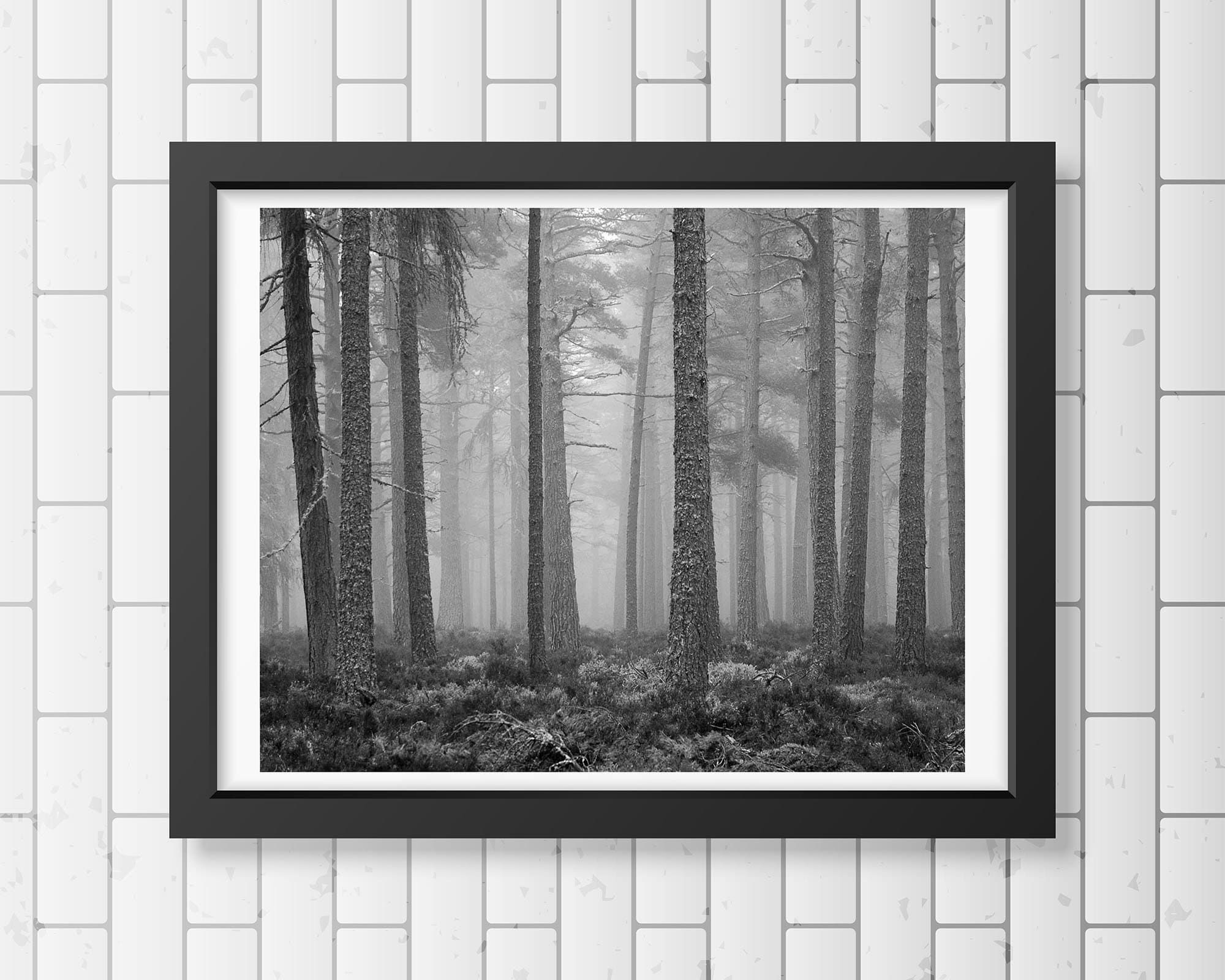 Misty Pines Wall Art In Popular Misty Pines Black And White Photography Trees Treescape – Etsy (View 4 of 15)