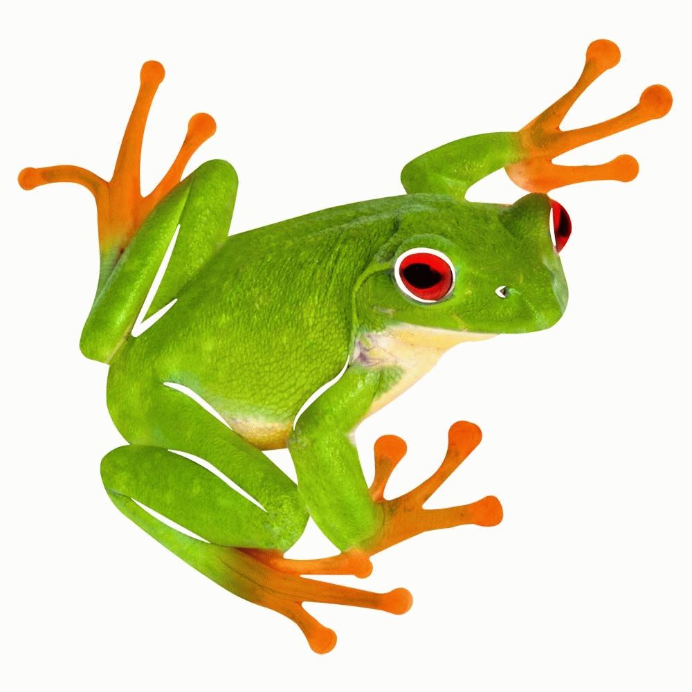 Most Recently Released Frog Wall Art With Regard To Tree Frog Metal Wall Art (View 9 of 15)