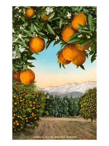 Orange Grove With Mountains In Background' Art Print (View 5 of 15)