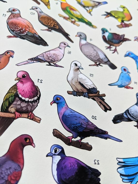 Pigeon Wall Art Inside Current Pigeons Of The World A4 A3 Print / Bird Wall Art / Poster – Etsy Italia (View 2 of 15)