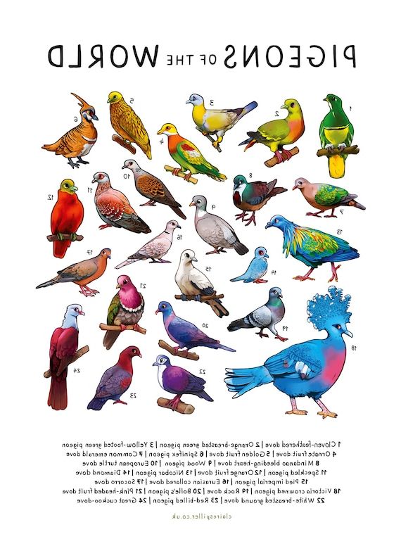 Pigeons Of The World A4 A3 Print / Bird Wall Art / Poster – Etsy Italia Inside Well Known Pigeon Wall Art (View 7 of 15)