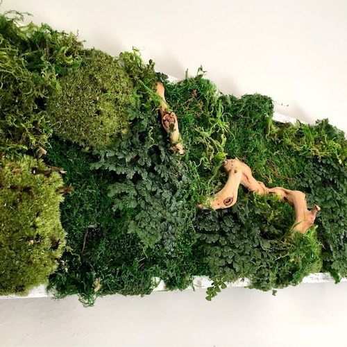 Recent Moss Wall Vertical Indoor Garden Art No Maintenance Living – Etsy Within Inner Garden Wall Art (View 15 of 15)