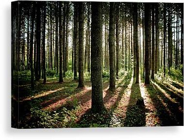 Recent Pine Tree Canvas Prints & Wall Art Intended For Pine Forest Wall Art (View 10 of 15)