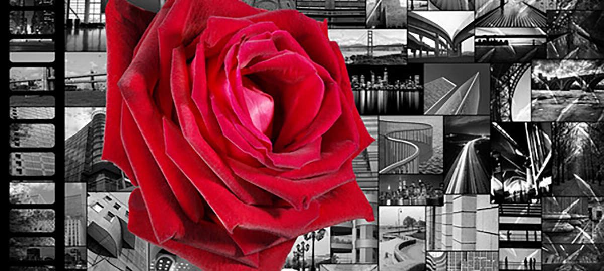 Rose Flower Art: Canvas Prints & Wall Art (Photo 12 of 15)