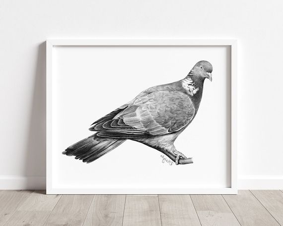 Well Known Pigeon Wall Art With Wood Pigeon Art Print Printable Wood Pigeon Pencil Drawing – Etsy Italia (View 1 of 15)