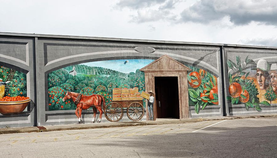Widely Used Orange Grove Wall Art Regarding Orange Grove Mural Photographsally Weigand – Fine Art America (View 12 of 15)