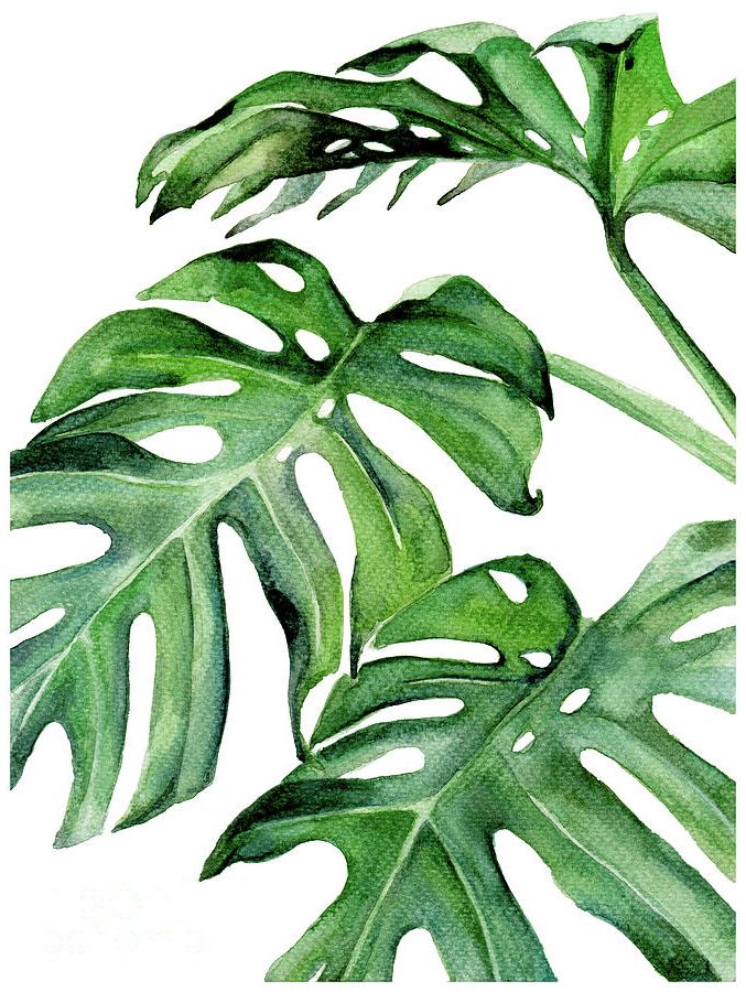 Widely Used Tropical Leaf Iii Paintingpdfdecor Wall Art – Fine Art America For Tropical Leaves Wall Art (View 7 of 15)