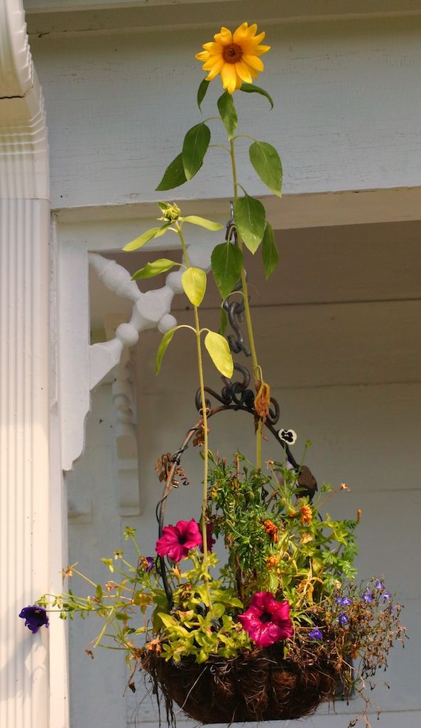 2017 Sunflower In A Hanging Basket – Bedlam Farm Intended For Hanging Sunflower (Photo 7 of 15)