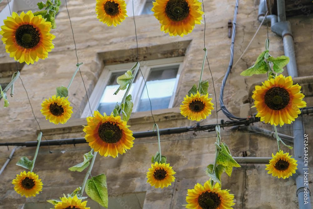 Bright Sunflowers Hang Down On The Backgrof The House. Avignon Street  Decoration. Provence Tourism (View 9 of 15)